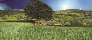 Triticale BREHAT AB non traité