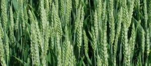 Blé tendre LUDWIG VIBRANCE GOLD