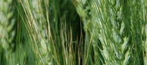 Blé tendre ADESSO VIBRANCE GOLD