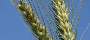 Blé tendre RENAN AB COPSEED