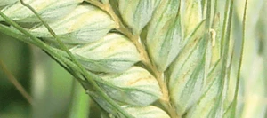 Triticale RUTENAC VIBRANCE GOLD