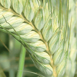 Triticale RUTENAC VIBRANCE GOLD