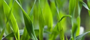 Biostimulant THYL 121 L