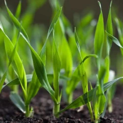 Biostimulant THYL 121 L