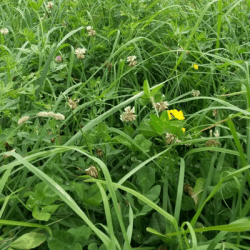 Mélange prairie LATIS S non traité