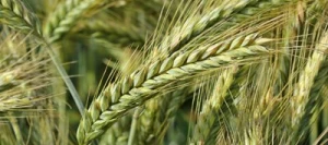 Triticale OMEAC VIBRANCE GOLD