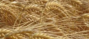 Orge 2R CASTING VIBRANCE GOLD