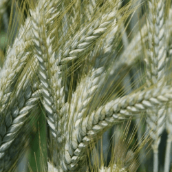 Triticale VUKA VIBRANCE GOLD