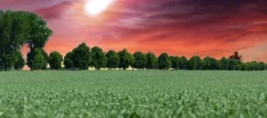 Pois fourragers ASTEROID non traité