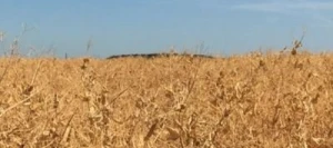 Pois protéagineux FURIOUS non traité