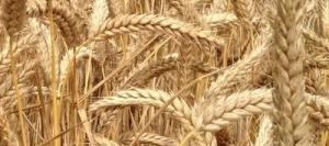 Triticale CLAUDIUS AB non traité