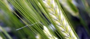 Orge 2R MONROE AB non traité