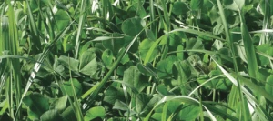 Mélange prairie HELVET 200 AB non traité