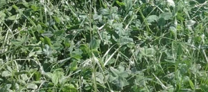 Mélange prairie HELVET 240 plus non traité