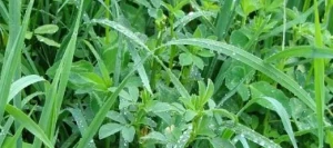 Mélange prairie LUZA'MIX non traité