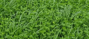 Mélange prairie HELVET 330 non traité