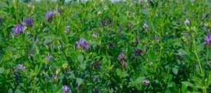 Luzernes HELVET TRILUZ Pré-inoculé