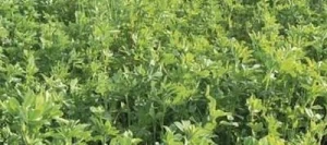 Luzernes HELVET TRILUZ AB Pré-inoculé