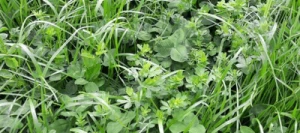 Mélange prairie HELVET 450 AB non traité