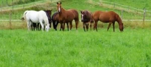 Mélange graminées HELVET Chevaux non traité