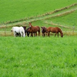 Mélange graminées HELVET Chevaux non traité