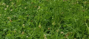 Mélange prairie HELVET 330 M non traité