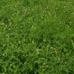 Mélange prairie HELVET 330 M non traité