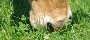 Mélange prairie HELVET 340 AB non traité