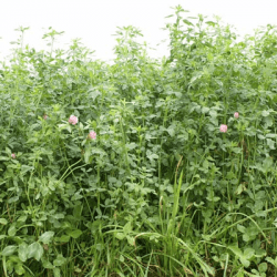 Mélange prairie HELVET 323 Pré-inoculé