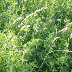 Mélange prairie HELVET 320 AB Pré-inoculé