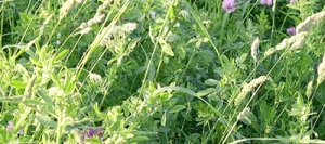 Mélange prairie HELVET 320 Pré-inoculé