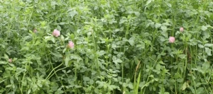 Mélange prairie HELVET 323 AB Pré-inoculé