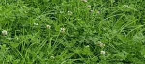 Mélange prairie HELVET 400 AB non traité