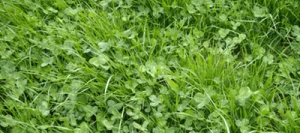 Mélange prairie HELVET 440 AB non traité