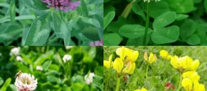 Mélange HELVET Légumineuses non traité