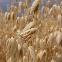 Avoine OPALINE blanche AB non traité