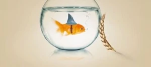 Blé tendre SHARKI AB COPSEED