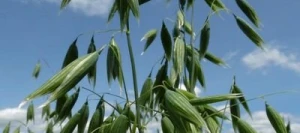 Avoine IVORY blanche AB non traité