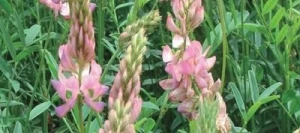 Sainfoin double PERLY AB en cosse non traité