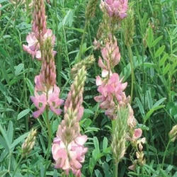 Sainfoin double PERLY AB en cosse non traité
