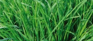 Dactyle LUCULLUS non traité