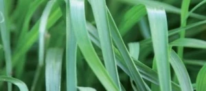 Ray grass Anglais ALBION non traité