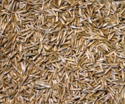 Ray grass Anglais ALBION non traité