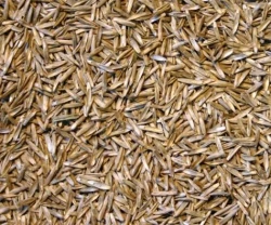 Ray grass Anglais ALBION non traité