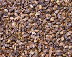 Sainfoin TAJA en cosse non traité
