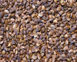Sainfoin double en cosse non traité