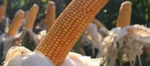 Maïs précoce HULK AB non traité