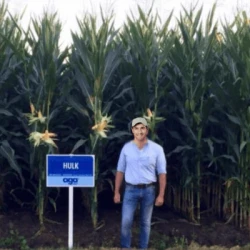Maïs précoce HULK MaïsPROTECTOR