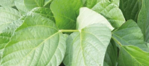 Soja SIROCA 00 Hicoat Super