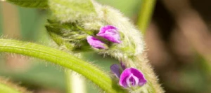 Soja STUMPA 00 AB Hicoat Super